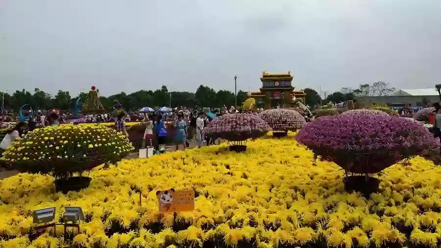[CZS119]一年一度小欖菊展盛會 歎風生水起金菊撈雞宴 1天 