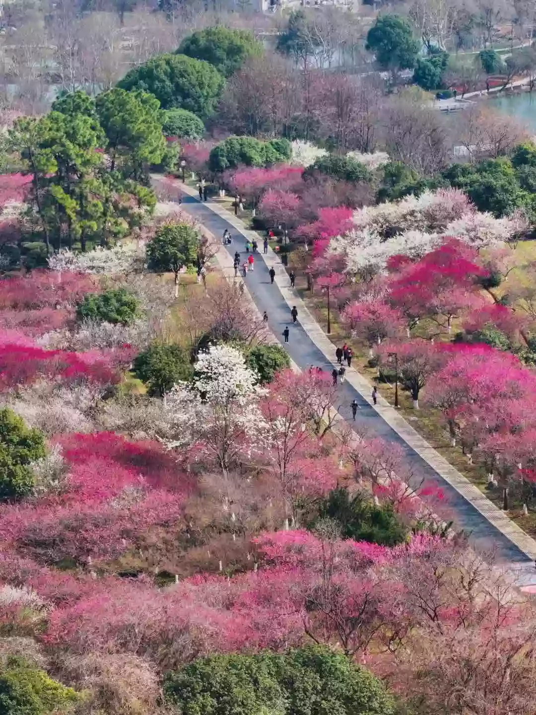 [LHD079]江南風采 杭州 無錫 蘇州 上海 烏鎮【香雪海賞梅】【杭州西湖】【圍爐煮茶】寒山寺 惠山古鎮直航6天 