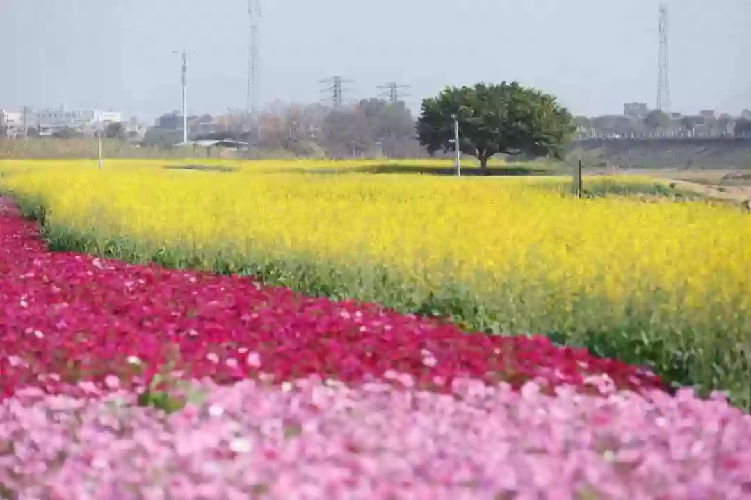 [CDG014]東莞網評五鉆《華爾登國際酒店》歎酒店海鮮自助餐 賞七彩花田 美景2天 