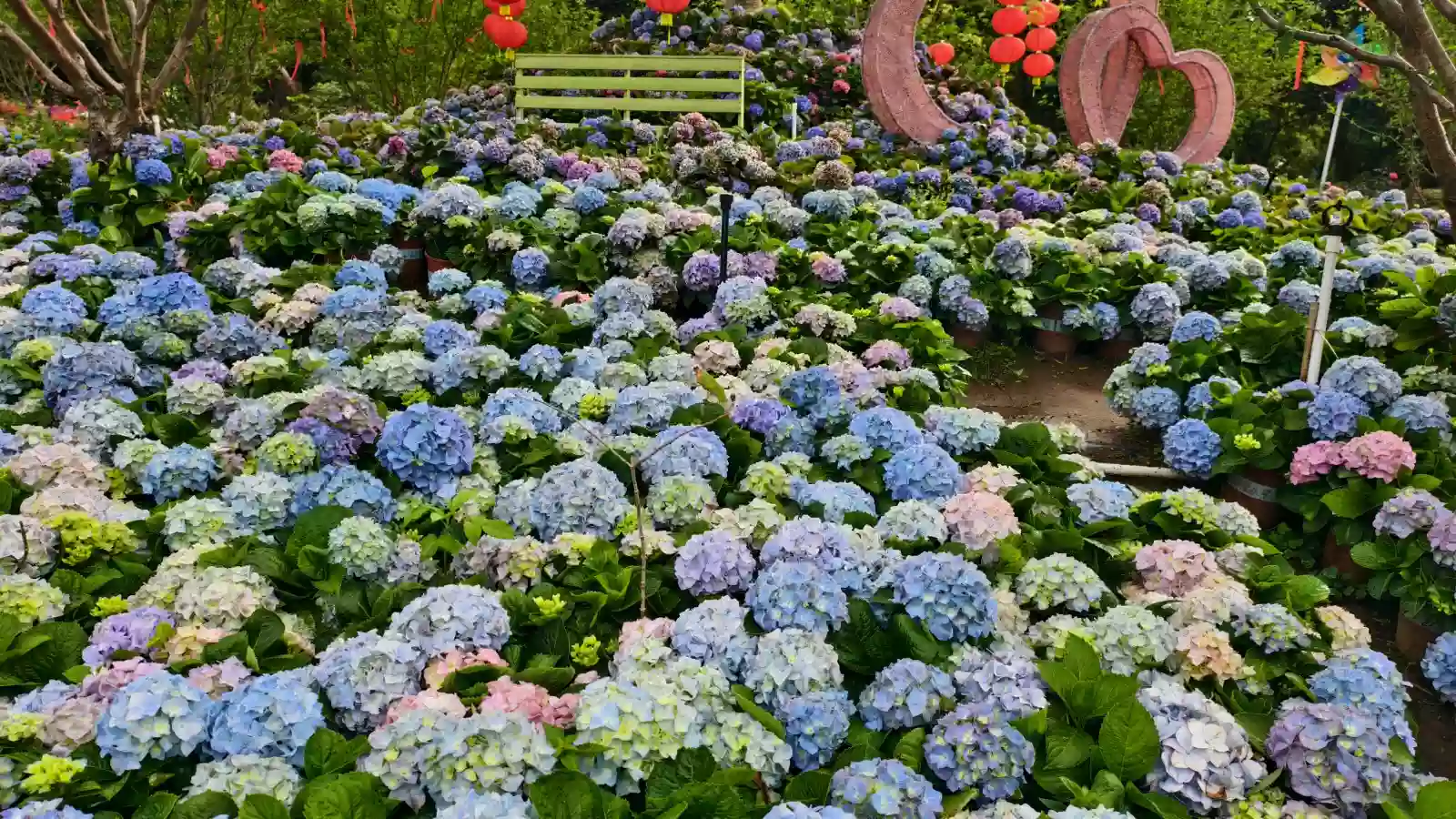 [CDG148]品名廚美食【獨創魚頭佛跳牆、蜜汁黑椒燒排骨、始創銷魂棟企雞】 歎酒店海鮮自助餐 東莞百花園 美食2天 