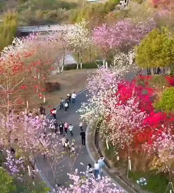 [CHY116]【炭燒玻璃脆皮乳豬（每圍一隻）、招牌藥膳缽仔雞】 網紅景點：熱氣球茶樂園 觀花賞景 河源 美食2天 