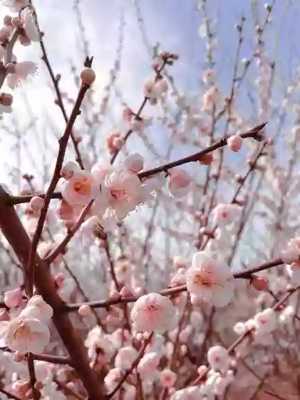 [LHD080HK]【夕發朝至】西九龍動臥列車 乾隆六度賞梅勝地【光福香雪海】靈山大佛 杭州西湖 嘉興南湖 月河古鎮6天 