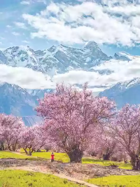 [LXZ051]西藏 第二十三屆林芝桃花節【嘎拉桃花村】拉薩《世界文化遺產》【布達拉宮】火車去飛機返9天 