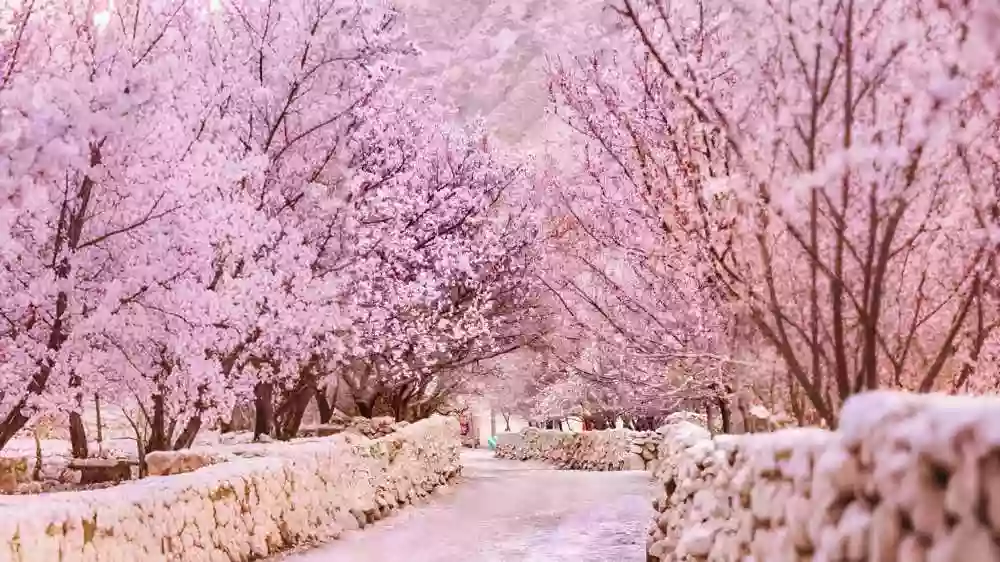 [LXJ052]南疆春色 帕米爾高原的杏林花海【英吉沙 庫科西魯克】柯坪紅沙漠 天山天池 烏魯木齊 直航純玩10天 