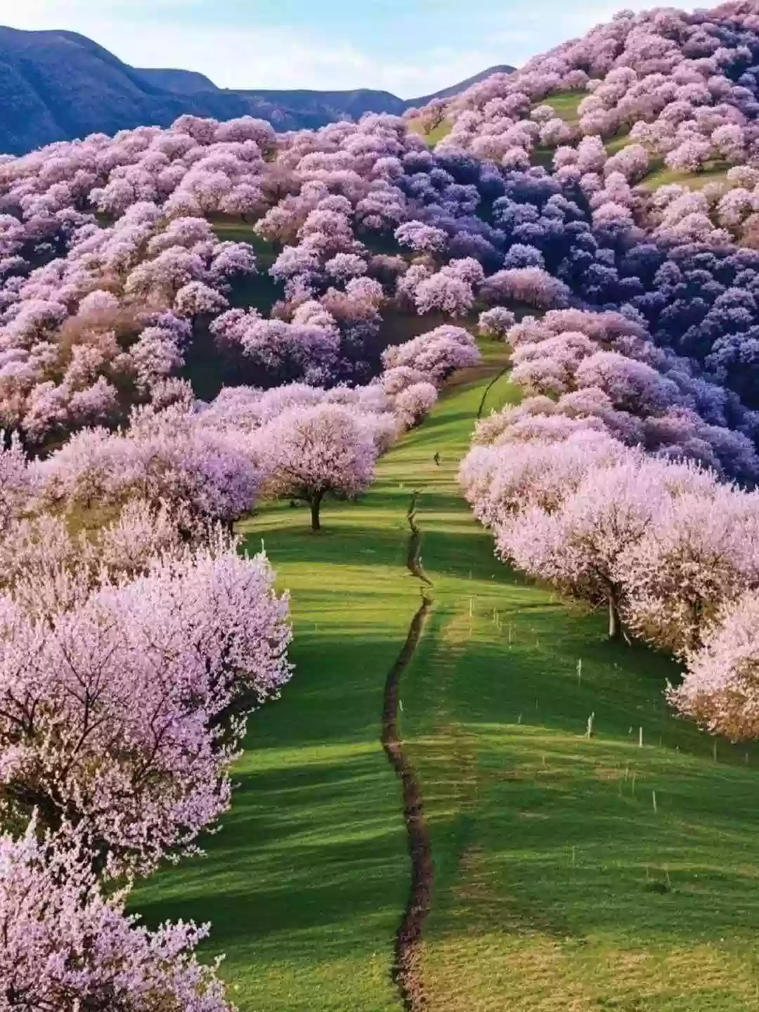 [LXJ053]北疆邂逅三大杏林花海【托克遜 吐爾根 霍城大西溝】木特塔爾沙漠 獨山子大峽谷 天山天池直航純玩10天 