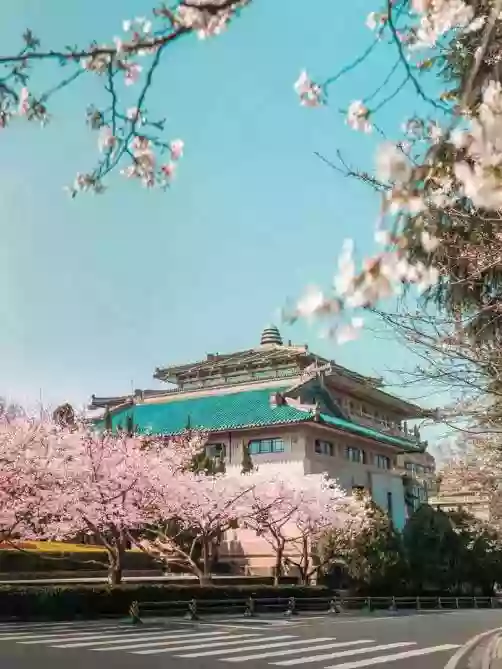 [LHB042]湖北 浪漫邂逅【武漢大學櫻花園】 【東湖磨山櫻花園】【沙洋油菜花海】枝江同心花海高鐵6天純玩賞櫻之旅 