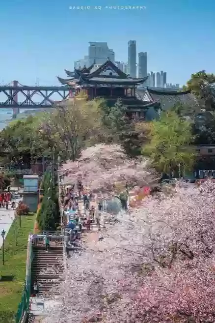 [LHB043]兩省聯遊【湖南湖北】岳陽 赤壁 武漢春日限定【武漢大學櫻花園】【東湖磨山櫻花園】高鐵5天純玩賞櫻之旅 