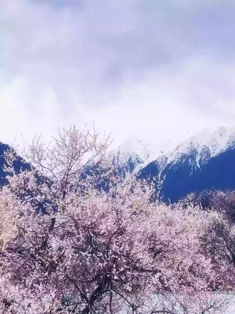 [LXZ055]西藏美景體驗 第二十三屆林芝桃花節【朵當桃花村 嘎拉桃花村 波密桃花溝】香港出發 低海拔進藏四飛9天 