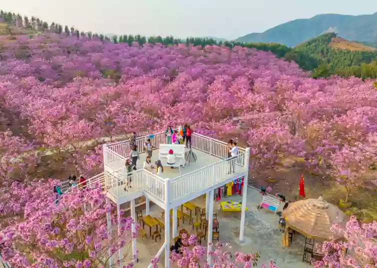 [CJM041]重本包門票觀賞紫花風鈴花海【任食駞名五洞牛肉 中山妙齡乳鴿宴】 美食2天 