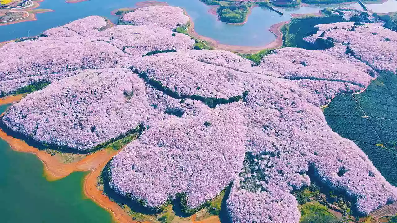 [LGZ082HK]貴州 花海盛宴【平壩櫻花園】金海(油菜花)雪山(梨花)【黃果樹瀑布】 高鐵純玩5天之旅 