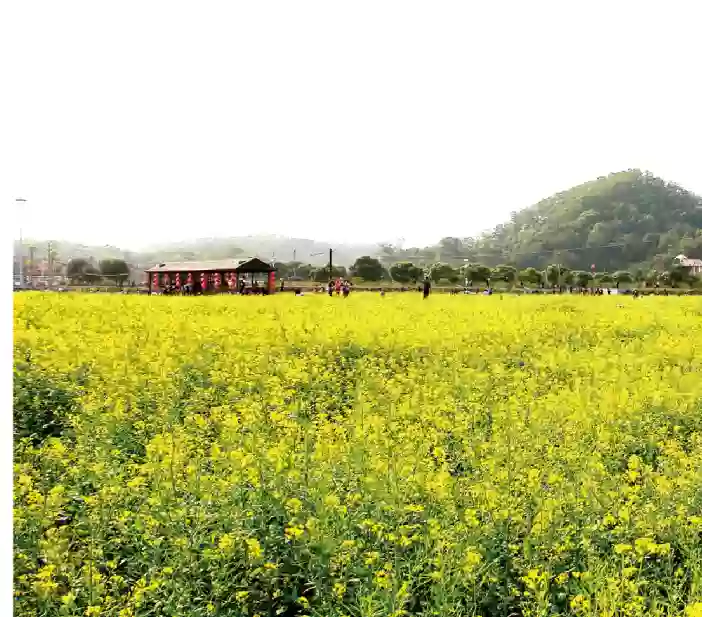 [CQY161]醉美“黃金花海”油菜花 品【秘製炭火燒排骨、鳳城竹鹽雞】 美景2天 