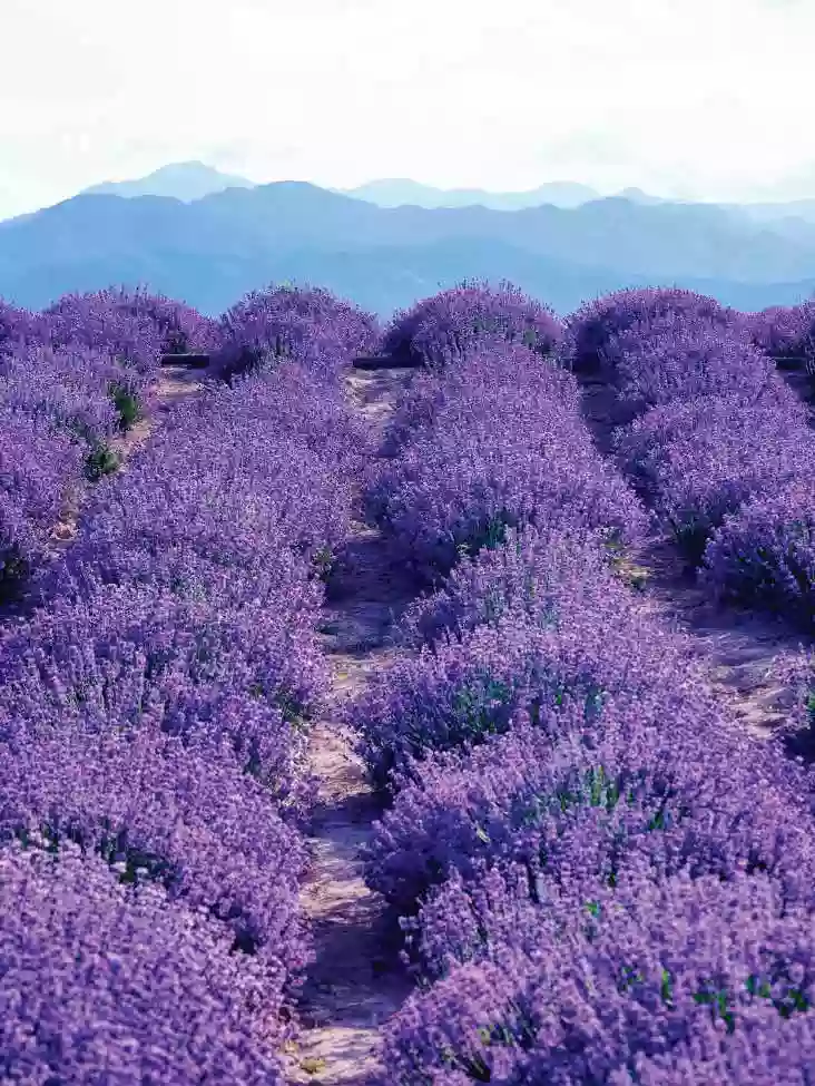 [LXJ061]北疆伊犁 心花怒放【解憂公主薰衣草莊園 那拉提花海】那拉提大草原 天山天池 賽里木湖 直航8天之旅 